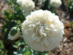Papoula Peonia Double Cream - Papaver peaoniflorum