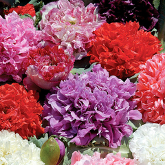 Papoula Peonia - Papaver peaoniflorum