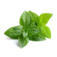 Peppermint - Hortelã Pimenta - Mentha Piperita - comprar online