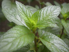 Peppermint - Hortelã Pimenta - Mentha Piperita