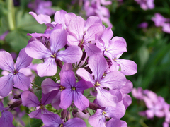 Flor Perfuma da Noite - Mathiola bicornis