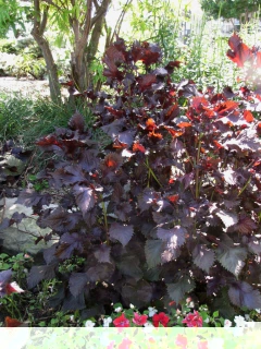 Perilla Roxa - Shiso - Perilla frutescens var crispa - Plantamundo