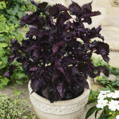 Perilla Roxa - Shiso - Perilla frutescens var crispa na internet