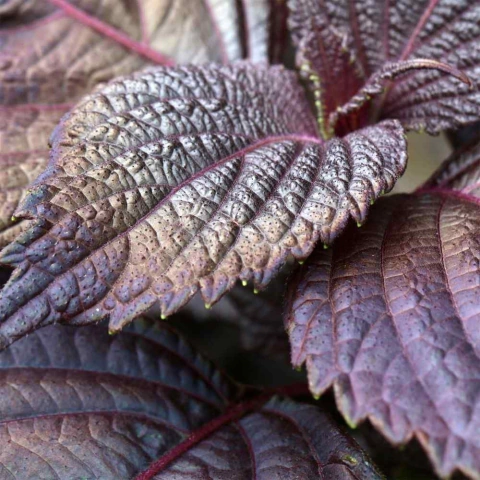 Perilla Roxa - Shiso - Perilla frutescens var crispa