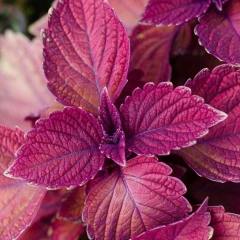 Perilla Roxa - Shiso - Perilla frutescens var crispa - loja online