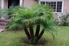 Palmeira Tamareira Anã - Phoenix Roebelenii - comprar online