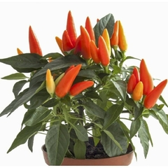 Pimenta Oraneta- Capsicum annuum - comprar online