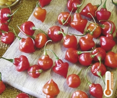 Pimenta Piãozinho