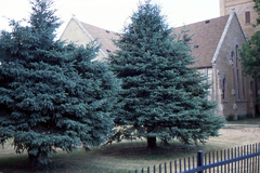 Pinheiro Azul - Picea glauca
