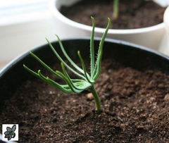 Pinheiro Manso - Pinus pinea - Arvore ou bonsai - PANC - loja online