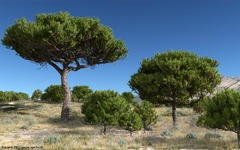 Pinheiro Manso - Pinus pinea - Arvore ou bonsai - PANC