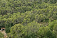 Pinheiro de Aleppo - Pinus halapensis - comprar online