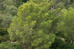 Pinheiro de Aleppo - Pinus halapensis