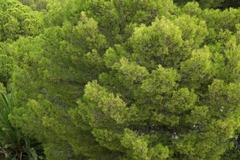 Pinheiro de Aleppo - Pinus halapensis - loja online