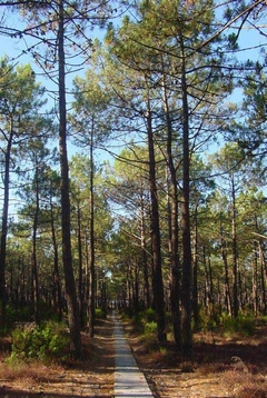 Pinus Pinaster - Planta Picnogenol - Pinheiro Europeu - árvore ou bonsai