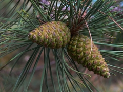 Pinus Pinaster - Planta Picnogenol - Pinheiro Europeu - árvore ou bonsai na internet