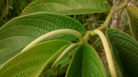 Pimenta de Macaco - Matico - Piper adumcum