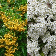 Piracanta Amarela - Pyracantha coccinea