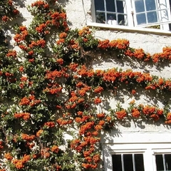 Piracanta Laranja - Pyracantha coccinea na internet
