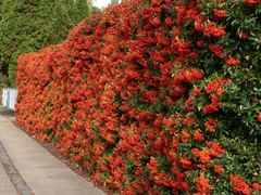 Piracanta Vermelha - Pyracantha coccinea