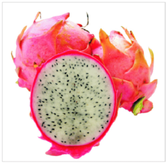 Pitaya Gigante Polpa Branca - Fruta Dragão - Hylocereus undatus