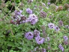 Poejo - Mentha pulegium - Pennyroyal - comprar online