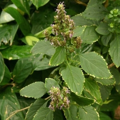 Patchouli de Java - Oriza - Pogostemon heyneanus
