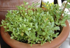 Verdolaga - Portulaca oleracea - PANC
