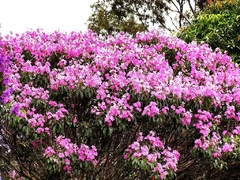 Quaresmeira Rosa- Tibouchina granulosa - Árvore