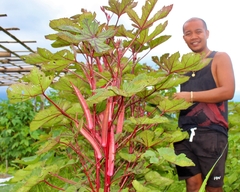 Quiabo Roxo - Quiabo Vermelho - Okra Red na internet