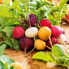 Rabanete Arco iris - comprar online
