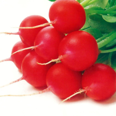 Rabanete Gigante Crimson