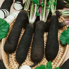 Rabanete Preto - Rabanus sativus