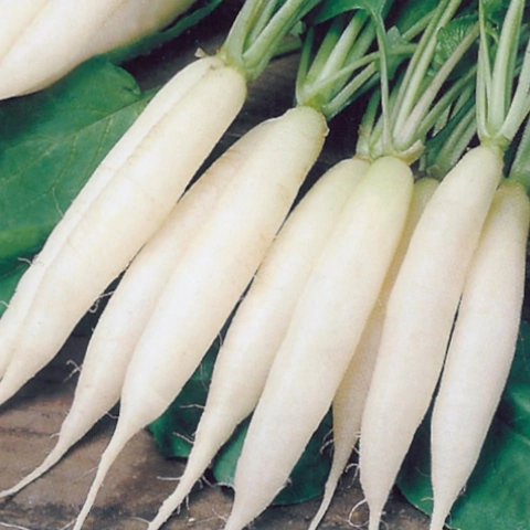 Rabanete Branco Comprido