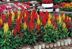 Rabo de Galo Mix- Celosia plumosa - Flor - PANC