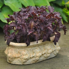 Manjericão Roxo Red Ruffles