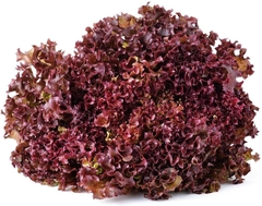 Alface Red Salad Bowl Mimosa Roxa Crioula Usa