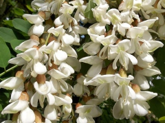 Acacia Branca - Falsa Acácia - Robinia pseudoacacia - Para Árvore Ou Bonsai