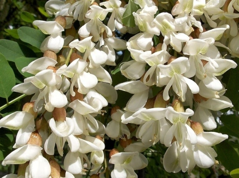 Acacia Branca - Falsa Acácia - Robinia pseudoacacia - Para Árvore Ou Bonsai