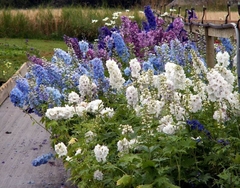 Delphinium Rocket Larkspur Esporinha Singela - Plantamundo