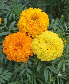 Marigold Gigante - Rosa da India -Crackerjack - Tagetes erecta