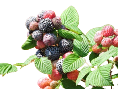 Framboesa Negra - Framboesa Tropical - Amora Tropical - Mysore raspberry- Rubus niveus