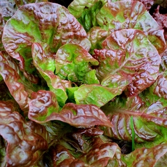 Alface Ruby Leaf (Folha de Rubi)
