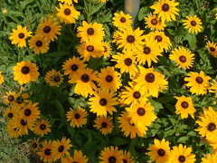 Margarida gloriosa - Coneflorwer - Rudbecki hirta - Flor - loja online