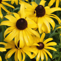 Margarida gloriosa - Coneflorwer - Rudbecki hirta - Flor
