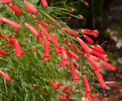 Imagem do Flor de Coral - Russelia equisitiformis