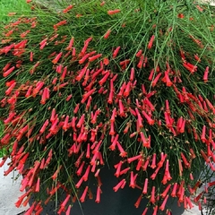 Flor de Coral - Russelia equisitiformis na internet