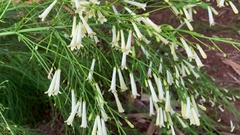 Flor de Coral Branca - Russelia equisitiformis alba - Sementes na internet