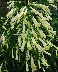 Flor de Coral Branca - Russelia equisitiformis alba - Sementes - Plantamundo