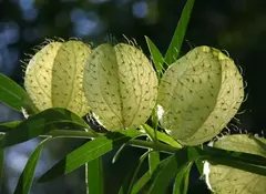 Saco de Velho - Planta Balão - Asclepias physocarpa - Sementes - comprar online